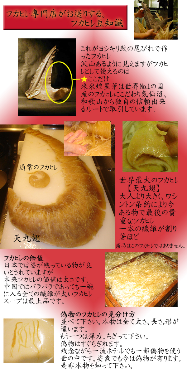 フカヒレ豆知識