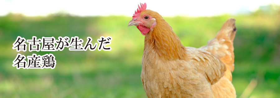 名古屋が生んだ名産鶏