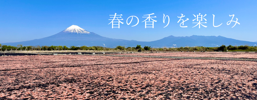桜えびの画像　春の香りを楽しむ