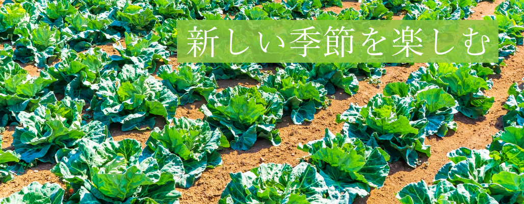 春キャベツの画像　新しい季節を楽しむ